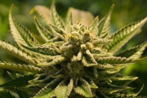 Hemp Flower Buds