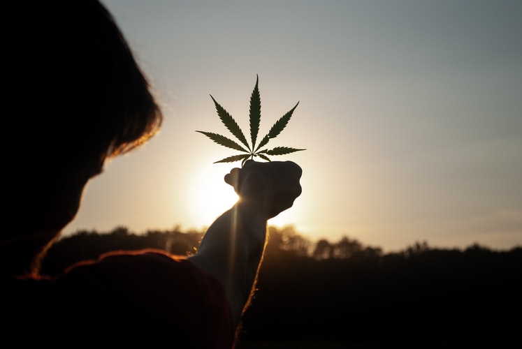 Cannabis Business Social Network