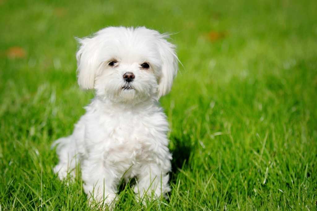 Small Dog Breeds in India