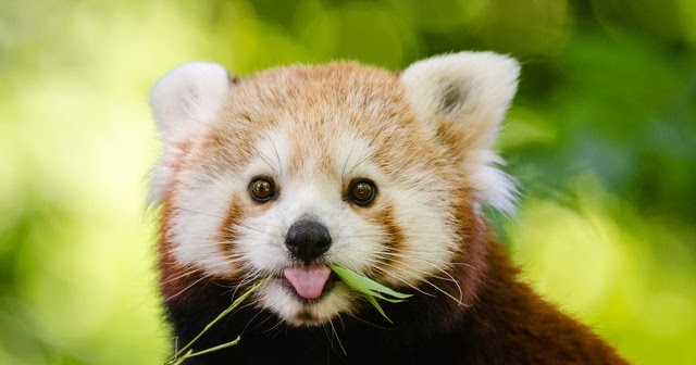 Endangered Species in India